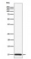 Anti-COX6B1 Rabbit Monoclonal Antibody