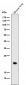 Anti-DNPH1 Rabbit Monoclonal Antibody