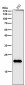 Anti-DNPH1 Rabbit Monoclonal Antibody