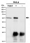 Anti-CAP1 Rabbit Monoclonal Antibody