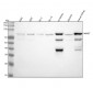 Anti-MUTA Rabbit Monoclonal Antibody