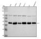 Anti-DCAF7 Rabbit Monoclonal Antibody
