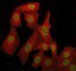 Anti-TAF15 Rabbit Monoclonal Antibody