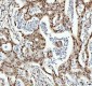 Anti-TAF15 Rabbit Monoclonal Antibody