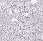 Anti-TAF15 Rabbit Monoclonal Antibody