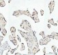 Anti-TAF15 Rabbit Monoclonal Antibody