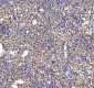 Anti-TAF15 Rabbit Monoclonal Antibody