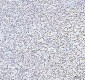 Anti-TAF15 Rabbit Monoclonal Antibody