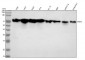 Anti-TAF15 Rabbit Monoclonal Antibody