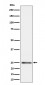 Anti-MRPS15 Rabbit Monoclonal Antibody