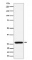 Anti-RPL13 Rabbit Monoclonal Antibody