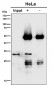 Anti-SNAP29 Rabbit Monoclonal Antibody