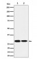 Anti-SNAP29 Rabbit Monoclonal Antibody