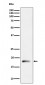 Anti-RPL26L1 Rabbit Monoclonal Antibody