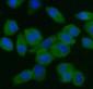 Anti-EIF5 Antibody Picoband™ (monoclonal, 2F13C4)