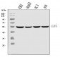 Anti-EIF5 Antibody Picoband™ (monoclonal, 2F13C4)