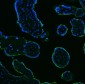 Anti-ALPP Antibody Picoband™ (monoclonal, 6C7G3)