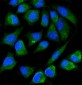 Anti-ALPP Antibody Picoband™ (monoclonal, 6C7G3)