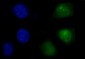 Anti-SHP1/PTPN6 Antibody Picoband™ (monoclonal, 8H11B10)