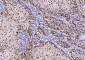 Anti-SHP1/PTPN6 Antibody Picoband™ (monoclonal, 8H11B10)