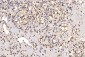 Anti-SHP1/PTPN6 Antibody Picoband™ (monoclonal, 8H11B10)