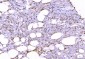Anti-SHP1/PTPN6 Antibody Picoband™ (monoclonal, 8H11B10)