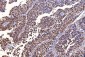 Anti-FEN1 Antibody Picoband™ (monoclonal, 6F3F2)