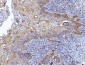 Anti-HGS Antibody Picoband™ (monoclonal, 6C2E1)