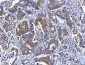 Anti-HGS Antibody Picoband™ (monoclonal, 6C2E1)