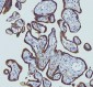 Anti-HGS Antibody Picoband™ (monoclonal, 6C2E1)