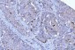 Anti-HGS Antibody Picoband™ (monoclonal, 6C2E1)