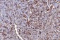Anti-HGS Antibody Picoband™ (monoclonal, 6C2E1)