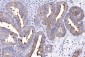 Anti-HGS Antibody Picoband™ (monoclonal, 6C2E1)