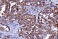 Anti-HGS Antibody Picoband™ (monoclonal, 6C2E1)