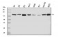 Anti-HGS Antibody Picoband™ (monoclonal, 6C2E1)