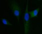 Anti-HGS Antibody Picoband™ (monoclonal, 4B7E2)