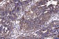 Anti-HGS Antibody Picoband™ (monoclonal, 4B7E2)