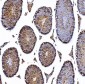 Anti-HGS Antibody Picoband™ (monoclonal, 4B7E2)