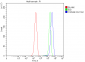 Anti-YWHAE Antibody Picoband™ (monoclonal, 3G11G2)