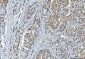 Anti-YWHAE Antibody Picoband™ (monoclonal, 3G11G2)