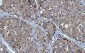 Anti-YWHAE Antibody Picoband™ (monoclonal, 3G11G2)