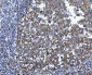 Anti-YWHAE Antibody Picoband™ (monoclonal, 3G11G2)
