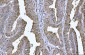 Anti-YWHAE Antibody Picoband™ (monoclonal, 3G11G2)