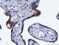 Anti-YWHAE Antibody Picoband™ (monoclonal, 3G11G2)