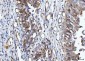 Anti-YWHAE Antibody Picoband™ (monoclonal, 3G11G2)