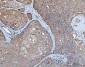 Anti-YWHAE Antibody Picoband™ (monoclonal, 3G11G2)