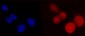 Anti-PCBP2/hnRNP E2 Antibody Picoband™ (monoclonal, 4B9C7)