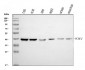 Anti-PCBP2/hnRNP E2 Antibody Picoband™ (monoclonal, 4B9C7)