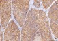 Anti-Sorbitol Dehydrogenase/SORD Antibody Picoband™ (monoclonal, 12B10G2)