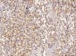 Anti-Sorbitol Dehydrogenase/SORD Antibody Picoband™ (monoclonal, 12B10G2)